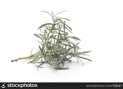 Branche of young Helichrysum italicum