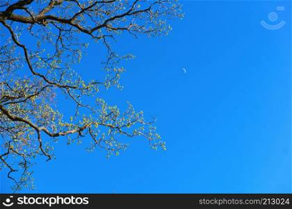 branches against the blue sky, tree branches without leaves, tree branches and the moon in the afternoon. tree branches without leaves, branches against the blue sky, tree branches and the moon in the afternoon