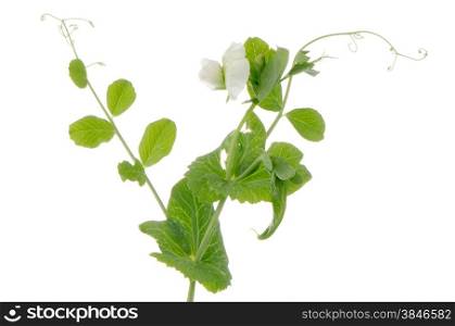 Branches and flower of green pea on white background