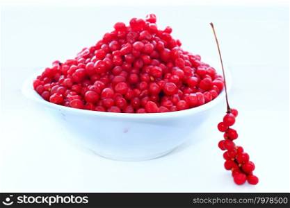 branches and full plate of red ripe schisandra isolated. branch of red ripe schisandra isolated on the white
