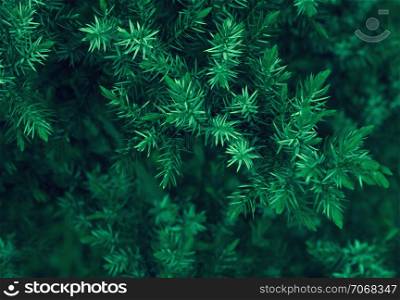 Branches and needles of juniper closeup - dark green coniferous background. Toned, selective focus, can be used for Christmas design.. Spruce Branches Closeup