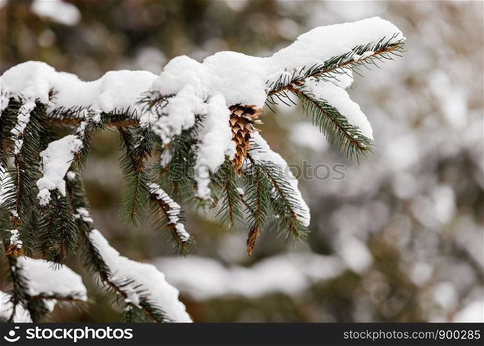 Branches and needles of spruce covered with snow in the winter forest. Nature. Branches and needles of spruce covered with snow in the winter forest
