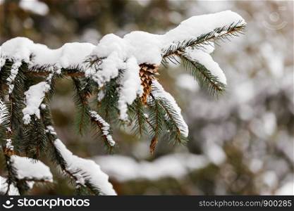 Branches and needles of spruce covered with snow in the winter forest. Nature. Branches and needles of spruce covered with snow in the winter forest