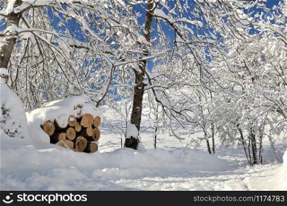 branches covered by snow and pile of logs