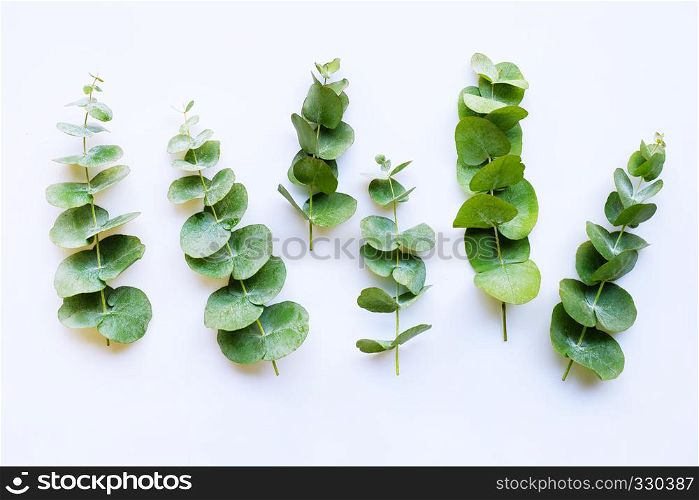 Branches eucalyptus isolated on white background