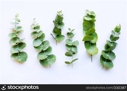 Branches eucalyptus isolated on white background