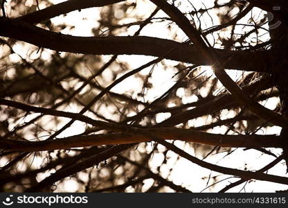 Branches in a forest