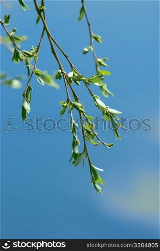 Branches of a blooming birch tree with fresh new leaves in the spring