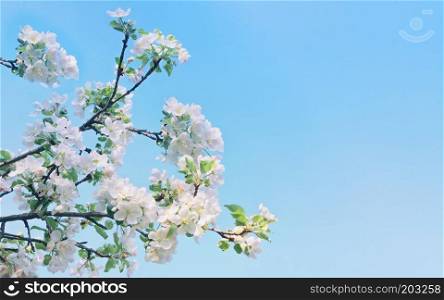 Branches of a blossoming apple tree with white flowers against a clear sky on a sunny day. Spring floral blue background with copy space, selective focus.. Apple Tree Flowers Against A Blue Sky