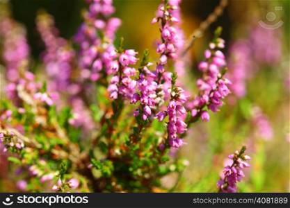 branches of a blossoming heather in the summer close up