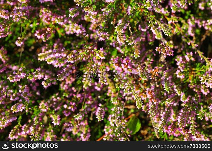 branches of a blossoming heather in the summer close up