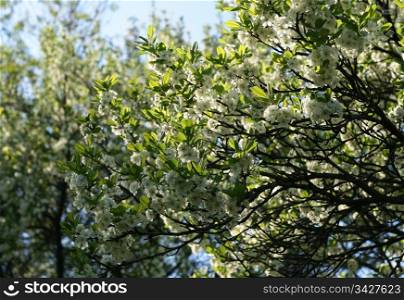 branches of a blossoming tree with white flowers