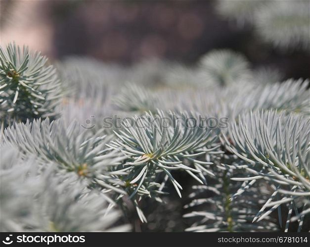Branches of a blue spruce in botanical to a garden. Russia