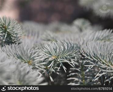 Branches of a blue spruce in botanical to a garden. Russia
