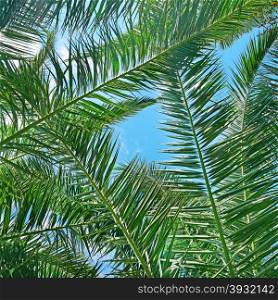 Branches of a coconut tree on background sky.
