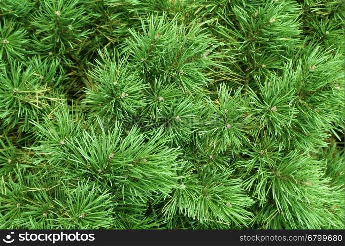 Branches of a coniferous tree, nature background
