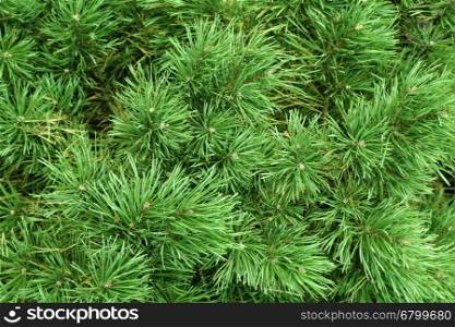 Branches of a coniferous tree, nature background