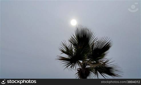 Branches of a palm tree against a cloudy sky with sun