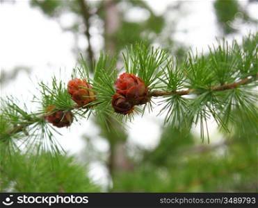 Branches of a pine with cones
