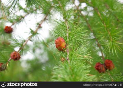 Branches of a pine with cones