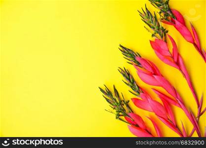 Branches of a pink flower of Billbergia on a yellow background, empty space on the left