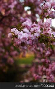 branches of a tree, a bush with pink flowers spring. branches of a tree, a bush with pink flowers spring. beautiful pink blooming sakura