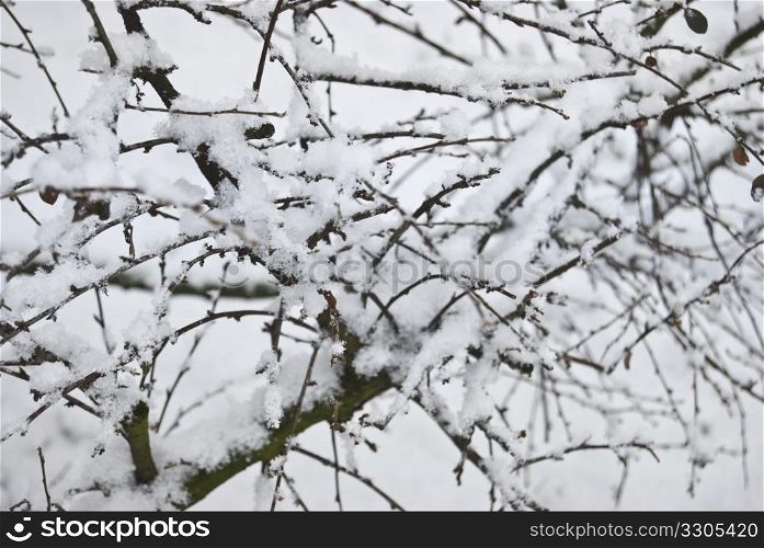 branches of a tree covered in snow