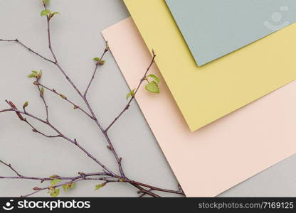 Branches of a tree with young blossoming leaves on geometric pastel colors paper background, texture. Backdrop for your design. Spring time pastel colors.. Branches of a tree with young blossoming leaves on geometric pastel colors paper background, texture. Backdrop for your design. Spring time pastel colors