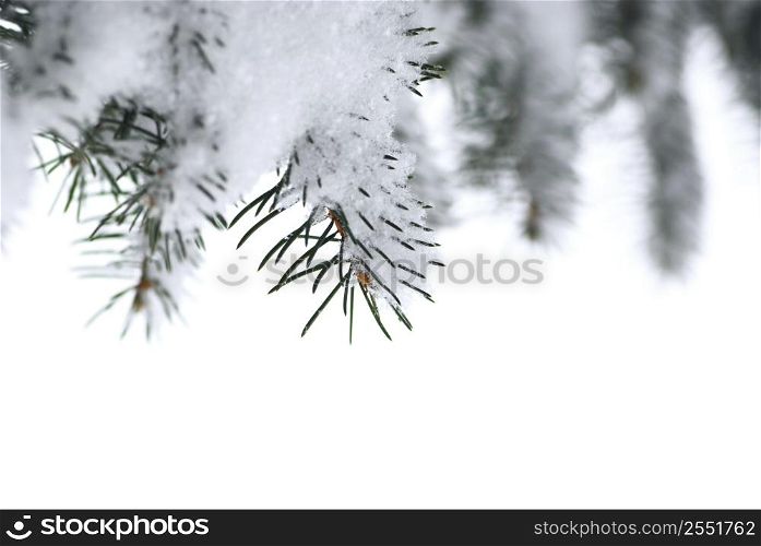 Branches of a winter spruce tree covered with fluffy snow isolated on white background, border for Christmas