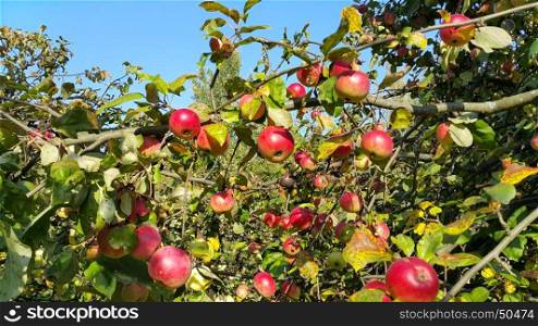 Branches of an apple tree with ripe red fruits in the sunny day