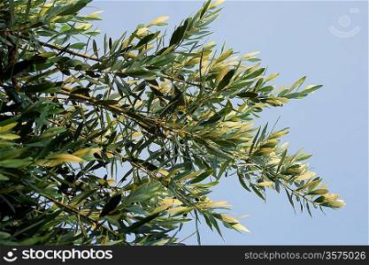 Branches of an olive tree