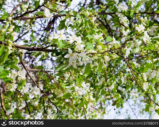 branches of apple blossoms tree in spring day