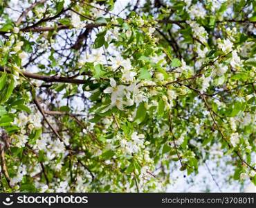 branches of apple blossoms tree in spring day