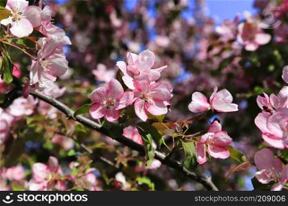 Branches of apple tree with beautiful pink flowers, close-up natural background