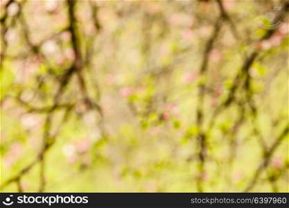 Branches of apple tree with pink flowers, natural blooming seasonal spring background. Copy space blurred backdrop version. Branches of apple tree