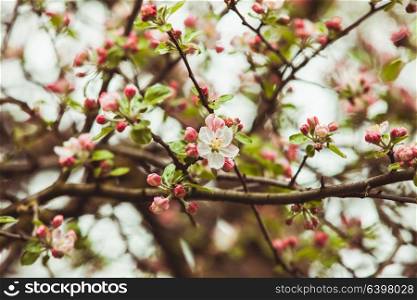 Branches of apple tree with pink flowers, natural blooming seasonal spring background. Copy space on green backdrop. Branches of apple tree