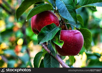 branches of Apple trees with ripe,juicy fruits