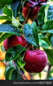 branches of Apple trees with ripe,juicy fruits