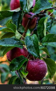 branches of Apple trees with ripe,juicy fruits