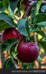 branches of Apple trees with ripe,juicy fruits