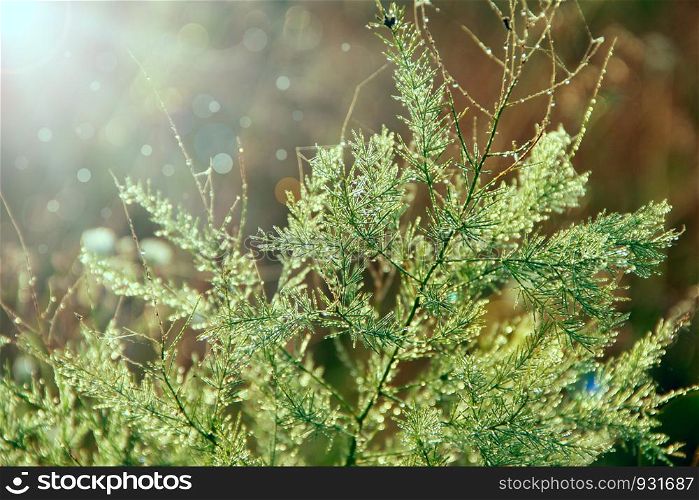 Branches of asparagus officinalis in morning dew. Green leaves of asparagus officinalis with droplets of dew in dawn. Branches of asparagus officinalis in morning dew