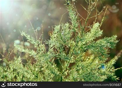 Branches of asparagus officinalis in morning dew. Green leaves of asparagus officinalis with droplets of dew in dawn. Branches of asparagus officinalis in morning dew