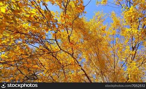 Branches of autumn birch tree with bright yellow foliage against blue sky background