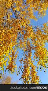 Branches of autumn birch tree with bright yellow foliage against blue sky background