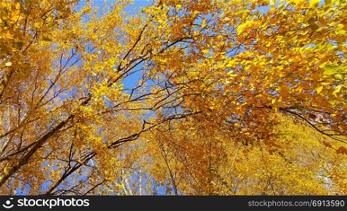 Branches of autumn birch tree with bright yellow leaves against blue sky