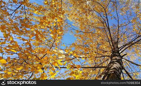 Branches of autumn birch tree with bright yellow leaves against blue sky background