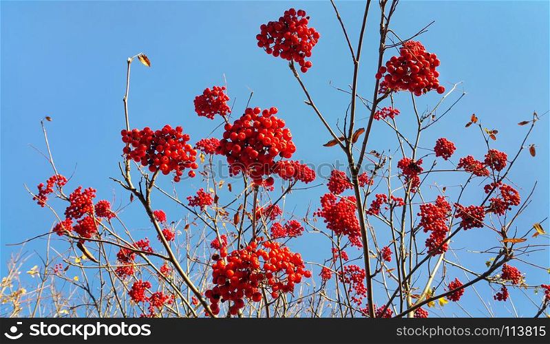 Branches of autumn mountain ash with bright red berries against the blue sky background