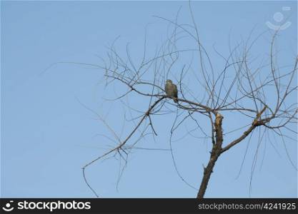 Branches of autumn tree with pidgeon