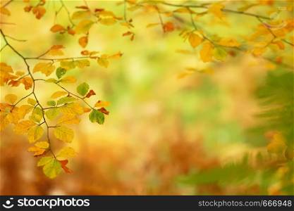 Branches of autumn trees on a blurred bokeh background and copy space