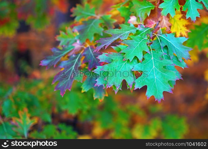 Branches of autumn trees on a blurred bokeh background with copy space